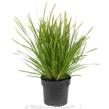 Lomandra Lime Tuff - Alt