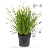Lomandra Lime Tuff - Ruler