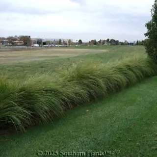Lomandra 'Tanika' — Plant detail