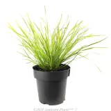 Lomandra Tanika® - Alternate photo