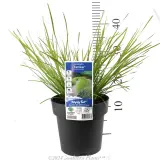 Lomandra Tanika® - Product photo