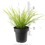 Lomandra Tanika® - Reference photo