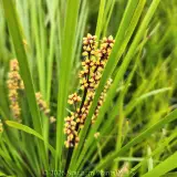 Lomandra Tanika® - Detail