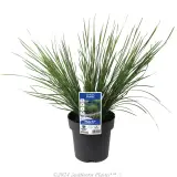 Lomandra Nyalla - Plant photo