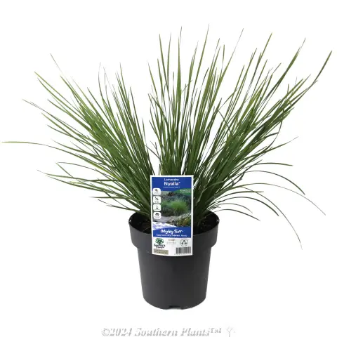 Lomandra Nyalla