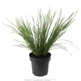 Lomandra Nyalla - Alternate photo