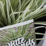 Lomandra White Sands - Product photo