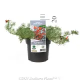 Lotus Red Flash - Product photo