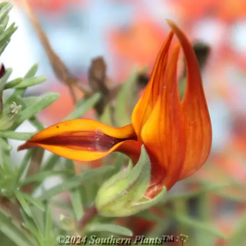 Lotus Red Flash