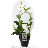 Mandevilla Diamantina Agathe White - Plant photo