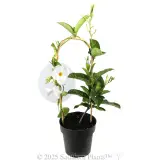 Mandevilla Diamantina Agathe White - Alternate photo
