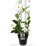 Mandevilla Diamantina Agathe White - Product photo