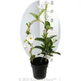 Mandevilla Diamantina Agathe White - Reference photo