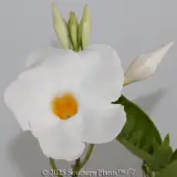 Mandevilla Diamantina Agathe White - Detail photo