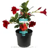 Mandevilla Assorted - Plant photo