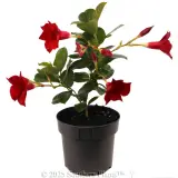 Mandevilla Assorted - Alternate photo