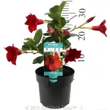 Mandevilla Assorted - Product photo