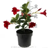 Mandevilla Assorted - Reference photo