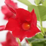 Mandevilla Assorted - Detail photo