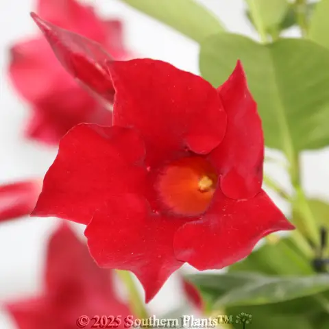 Mandevilla Assorted