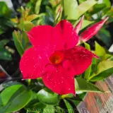 Mandevilla Assorted - Detail