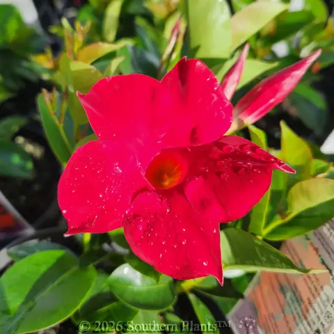 Mandevilla Assorted