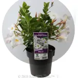 Mandevilla Aloha White - Plant photo