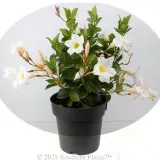 Mandevilla Aloha White - Alternate photo