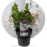 Mandevilla Aloha White - Product photo