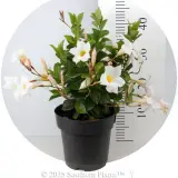 Mandevilla Aloha White - Reference photo
