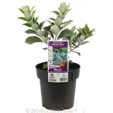 Metrosideros Velvet Sky - Plant photo