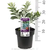 Metrosideros Velvet Sky - Product photo