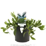Myoporum Ground Hug™ - Plant photo