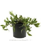 Myoporum Ground Hug™ - Alternate photo