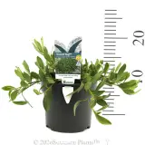 Myoporum Ground Hug™ - Product photo