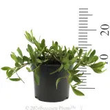 Myoporum Ground Hug™ - Reference photo