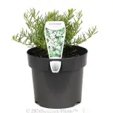 White creeping boobialla - Primary