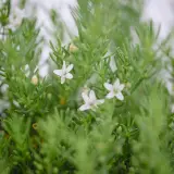 White creeping boobialla - Detail