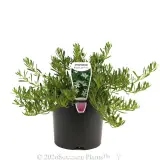 Creeping Boobialla (broad leaf form) - Plant photo