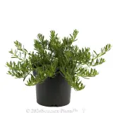 Creeping Boobialla (broad leaf form) - Alternate photo