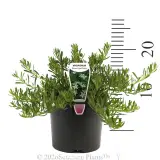 Creeping Boobialla (broad leaf form) - Product photo
