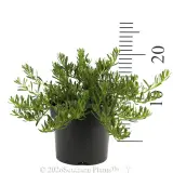 Creeping Boobialla (broad leaf form) - Reference photo