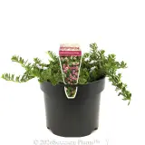 Pink Creeping Boobialla - Plant photo