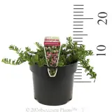 Pink Creeping Boobialla - Product photo