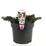 Purple leaf Creeping Boobialla - Plant photo
