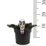 Purple leaf Creeping Boobialla - Product photo