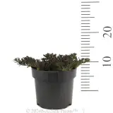 Purple leaf Creeping Boobialla - Reference photo