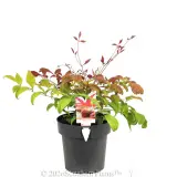 Nandina Blush™ - Primary