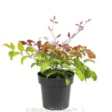 Nandina Blush™ - Alt