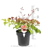 Nandina Blush™ - Pack